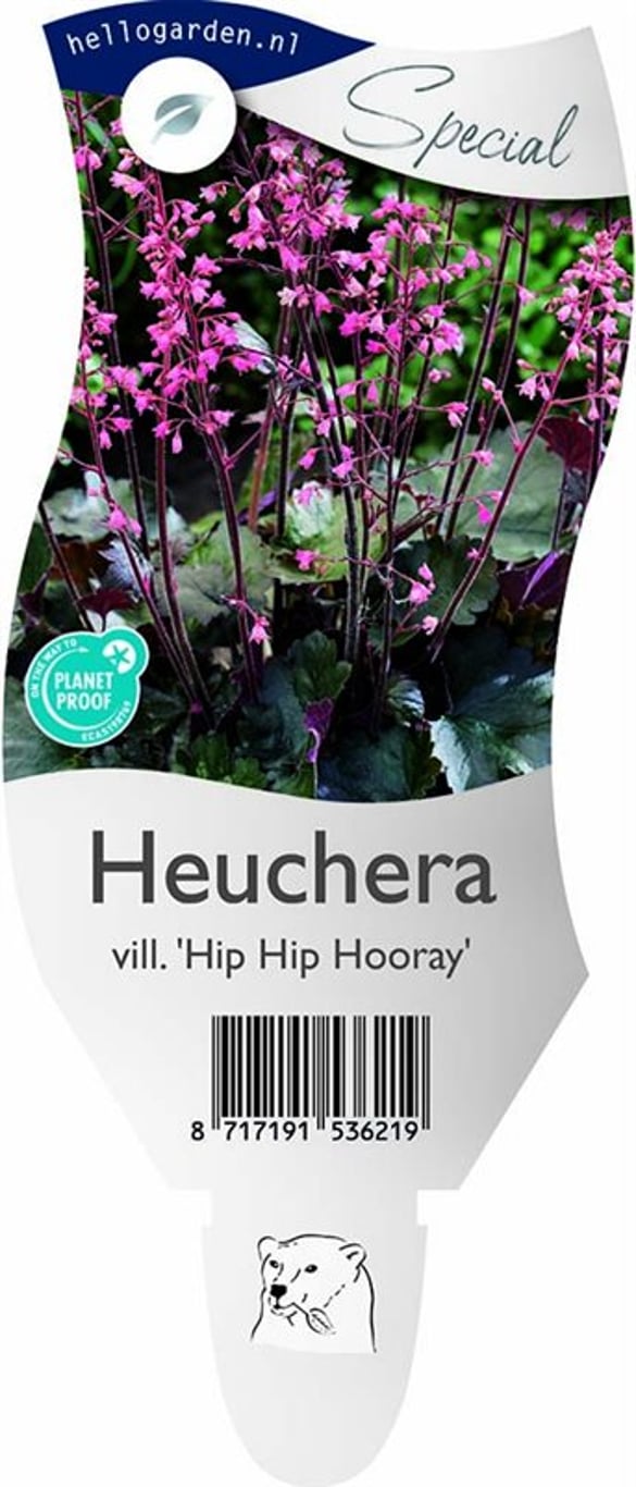 Heuchera villosa 'Hip Hip Hooray' - P11